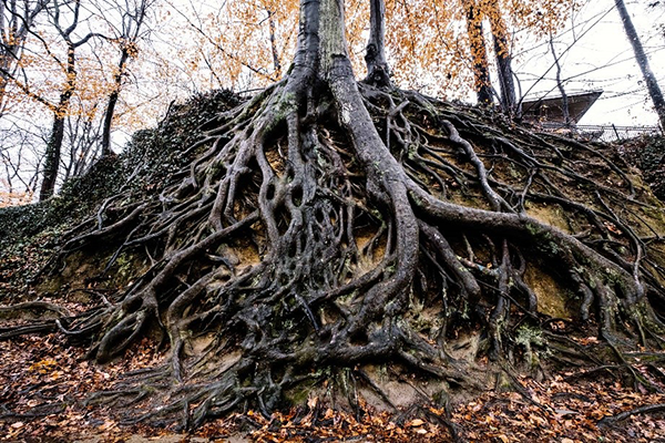 【數(shù)學(xué)之美】分形——發(fā)現(xiàn)隱藏的維度